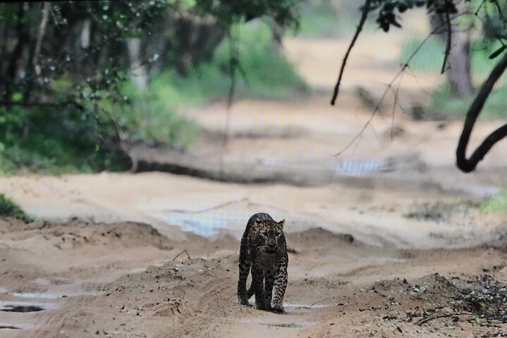 Wilpattu National Park Safari Tour