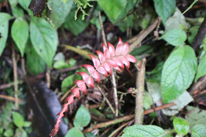 Colombia’s Tallest Waterfalls: La Chorrera Hike