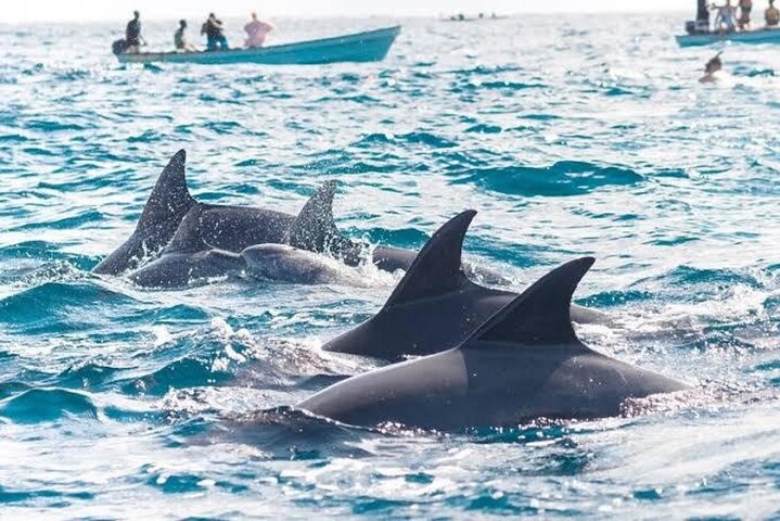 Zanzibar Mnemba Island Snorkeling and Dolphin Watching Adventure