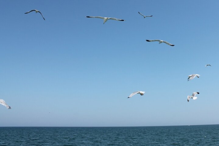Half-Day Boat Tour in Milano Marittima, Riviera Romagnola