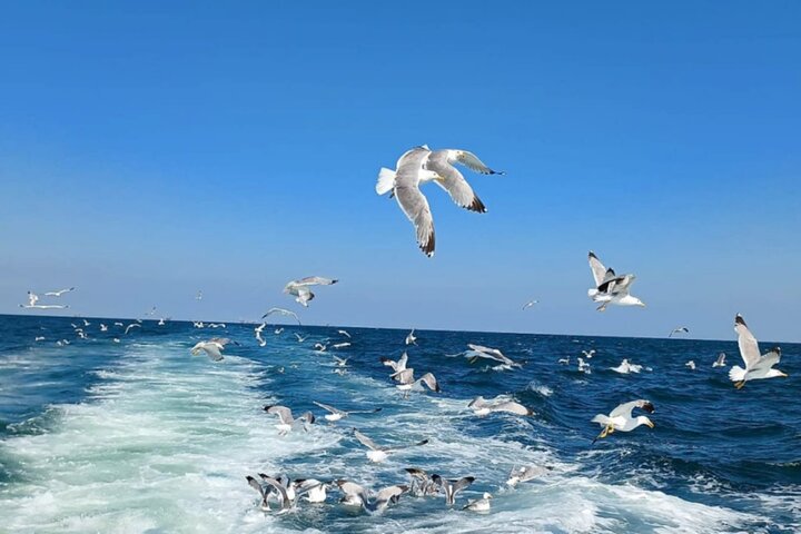 Half-Day Boat Tour in Milano Marittima, Riviera Romagnola