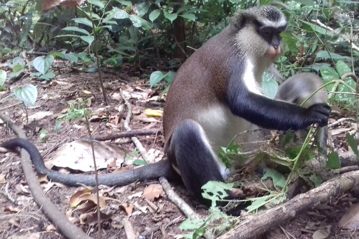 Private Tour on Porto-Novo and the Black Lake of Adjara