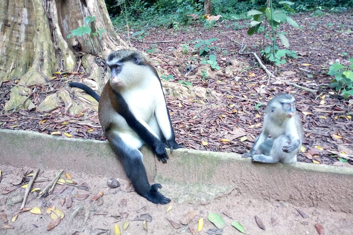 Private Tour on Porto-Novo and the Black Lake of Adjara