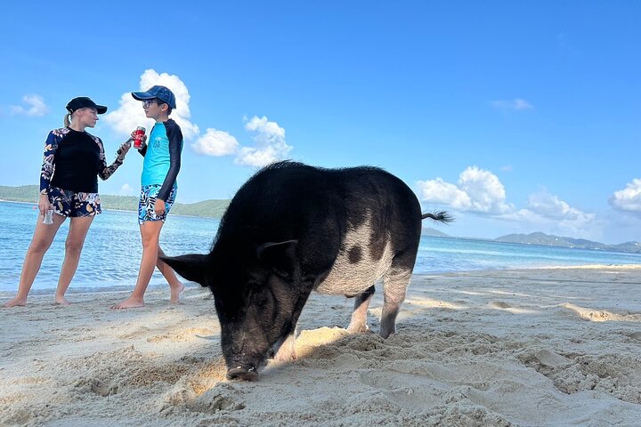 Pig Island & Koh Tan Tour by Speed Boat (Snorkeling & Kayaking)