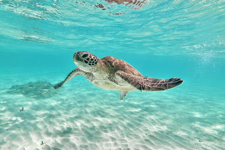 Cheap Miyakojima (Clear SUP & Sea Turtle Snorkel) No extra charge | Full refund guarantee | Free rentals and photos | 1 year old - OK!