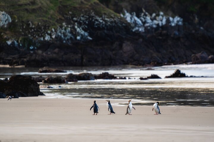Clearwater Wildlife Tours (small group 10max) Otago Peninsula