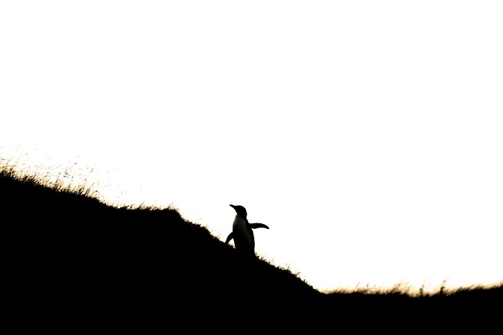 Clearwater Wildlife Tours (small group 10max) Otago Peninsula