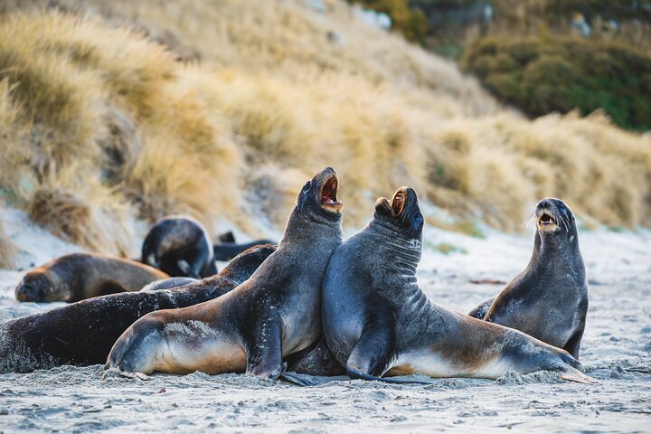 Clearwater Wildlife Tours (small group 10max) Otago Peninsula