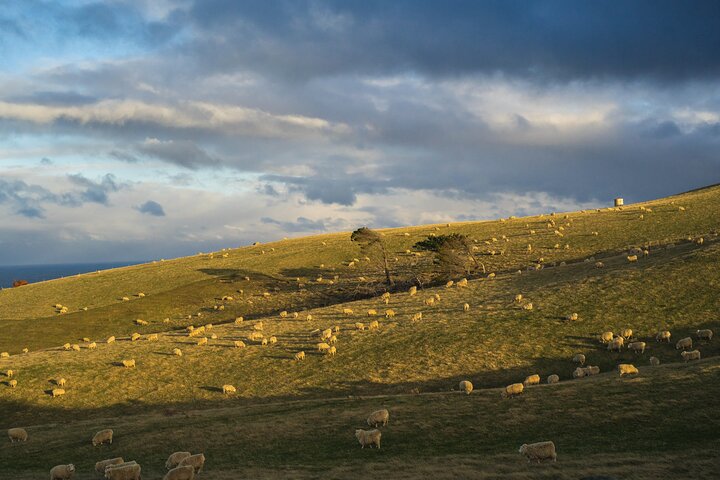 Clearwater Wildlife Tours (small group 10max) Otago Peninsula