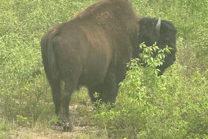 Bison and North Arm Scenic Highway Bus Tour