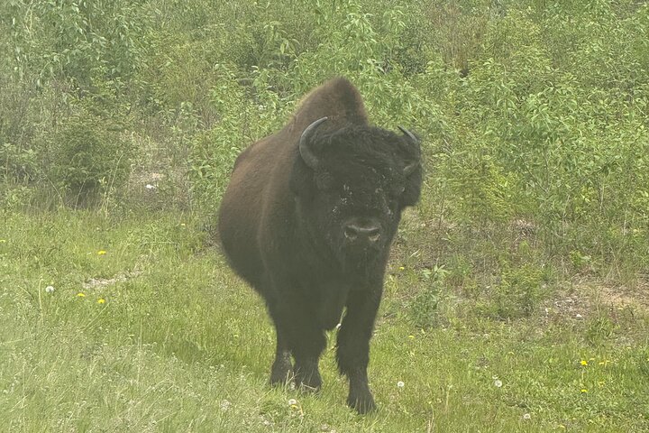 Bison and North Arm Scenic Highway Bus Tour