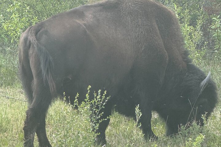 Bison and North Arm Scenic Highway Bus Tour