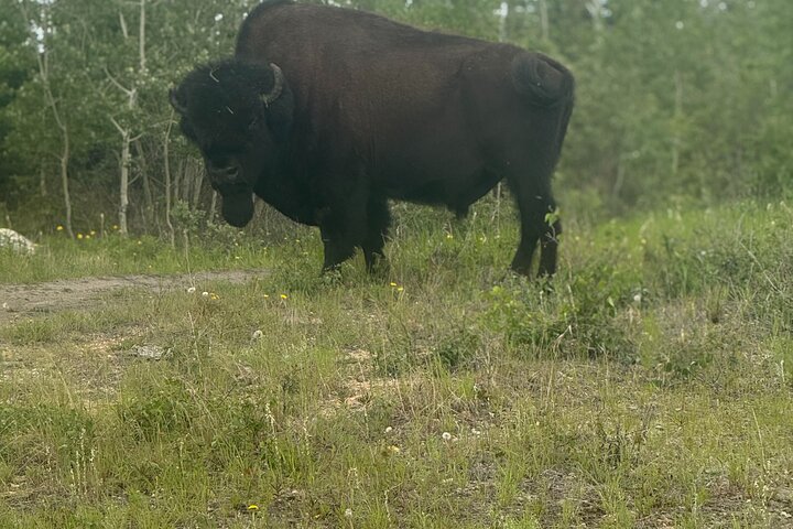 Bison and North Arm Scenic Highway Bus Tour