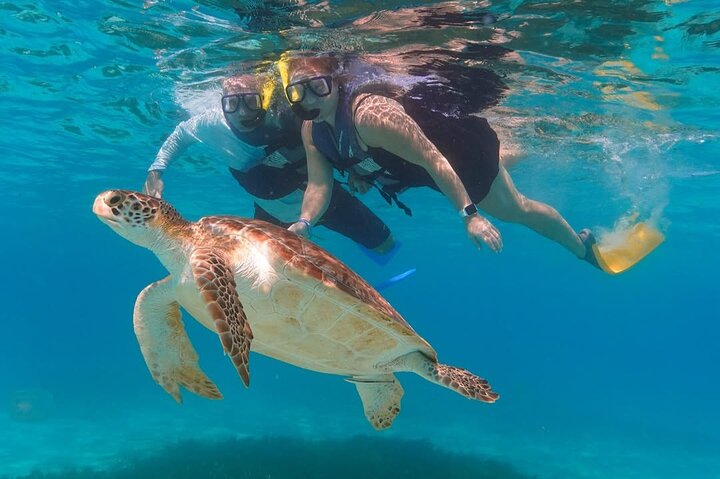 2 Hours Turtle Feeding, Shipwreck & Reef Snorkeling Tour Barbados