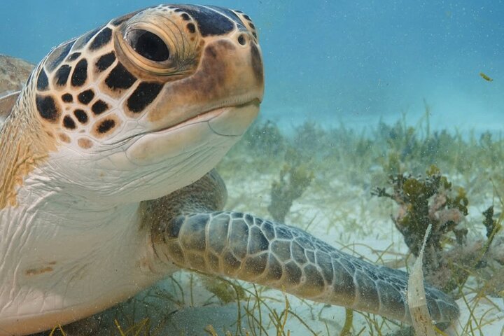 2 Hours Turtle Feeding, Shipwreck & Reef Snorkeling Tour Barbados