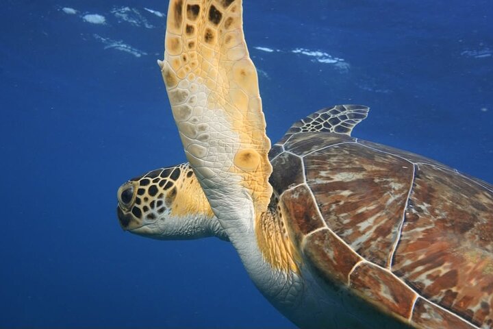 2 Hours Turtle Feeding, Shipwreck & Reef Snorkeling Tour Barbados