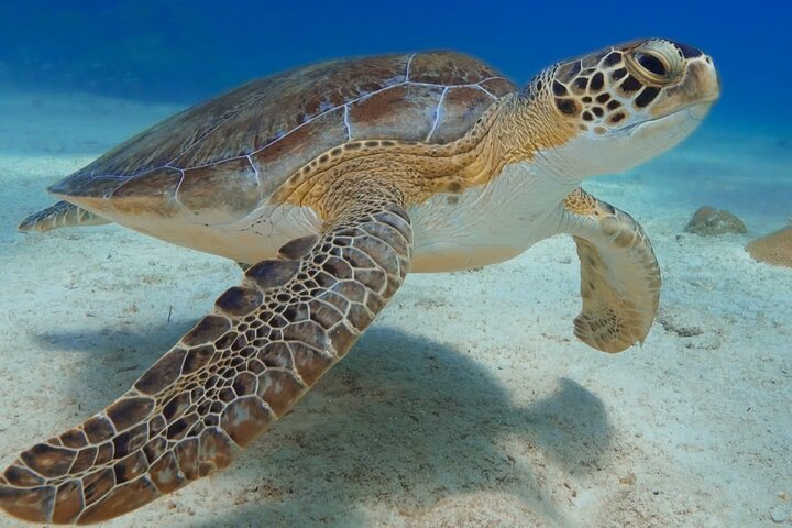 2 Hours Turtle Feeding, Shipwreck & Reef Snorkeling Tour Barbados
