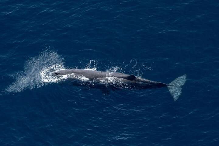 Kaikoura: Whale Watching Flight