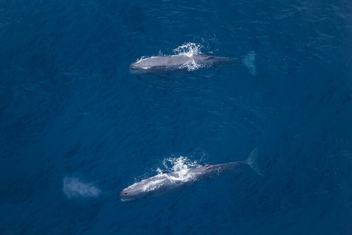 Kaikoura: Whale Watching Flight
