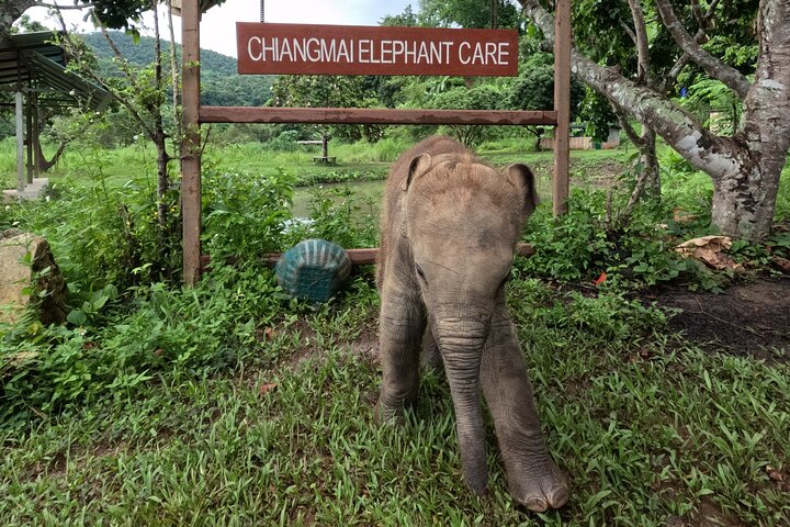 Premium Half-Day Ethical Elephant Sanctuary Experience Max9Guest