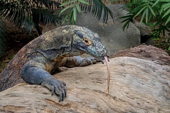 Small Group Komodo Fast Boat Tour with Padar Island & Pink Beach
