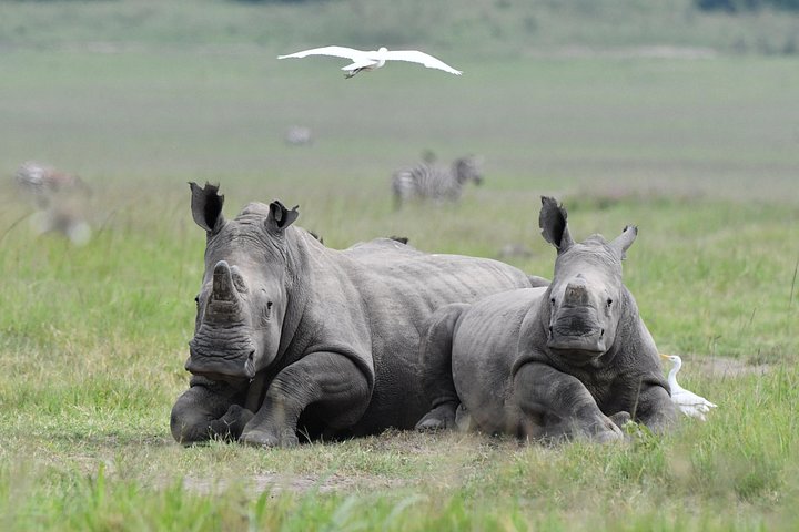 Day Trip Safari in Akagera Park with hotel pickup and lunch
