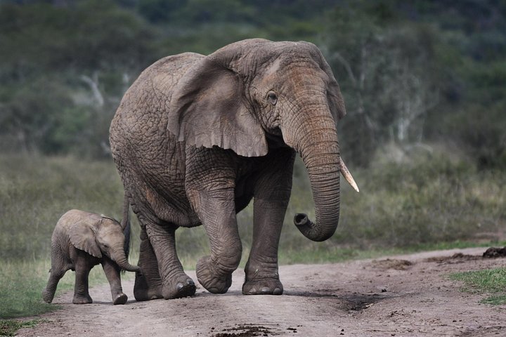 Day Trip Safari in Akagera Park with hotel pickup and lunch