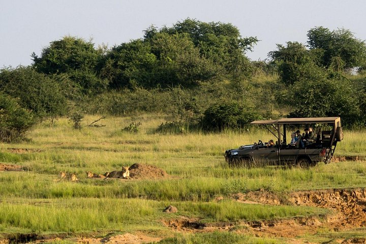 Day Trip Safari in Akagera Park with hotel pickup and lunch