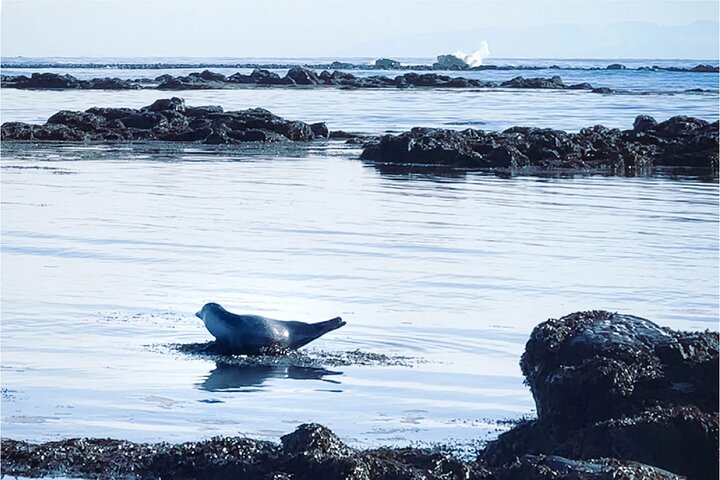 Isafjordur and Westfjords Private Tour