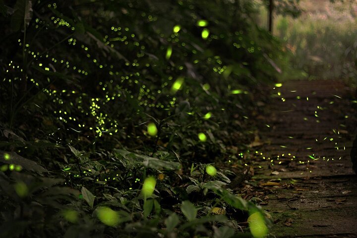 Enchanting Evenings: Fireflies & Blue Tears Tour with Dinner