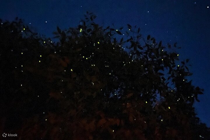Enchanting Evenings: Fireflies & Blue Tears Tour with Dinner