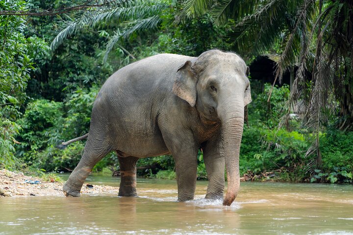 Khao Lak Elephant Sanctuary Visit & River Tubing Tour