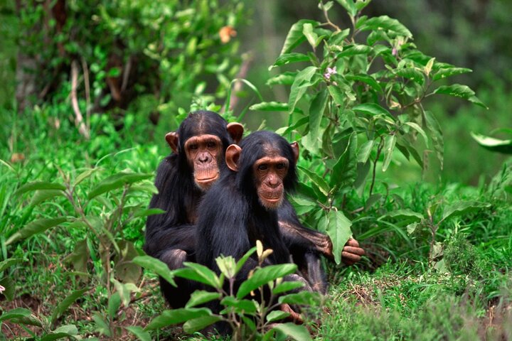 2 Day Private Tour to Waterfalls and Chimpanzee Trekking