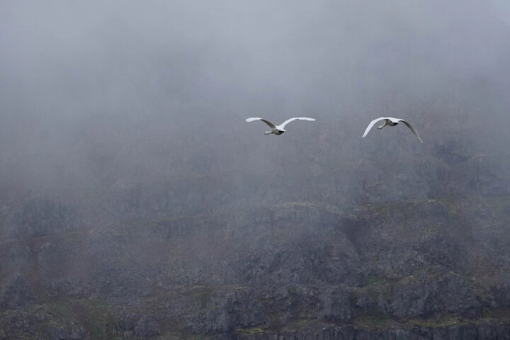 Isafjordur and Westfjords Private Tour