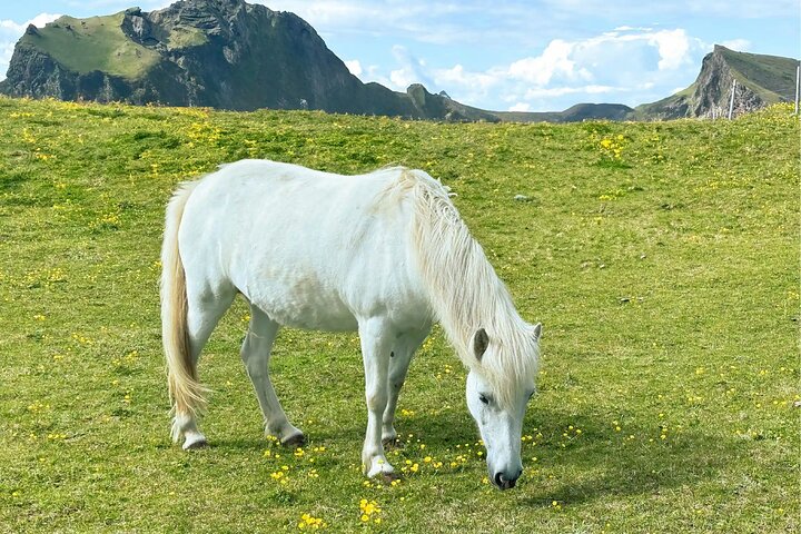 Isafjordur and Westfjords Private Tour