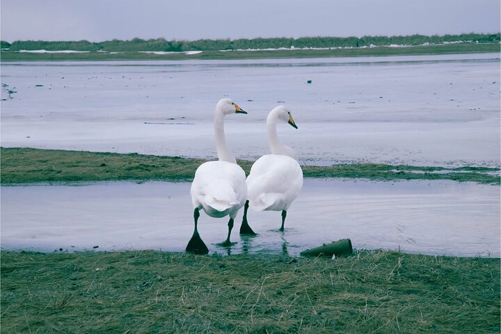 4 Hour Isafjordur and Dynjandi Tour With Photo Stops
