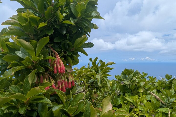 Customizable Full Day Private Tour of Faial