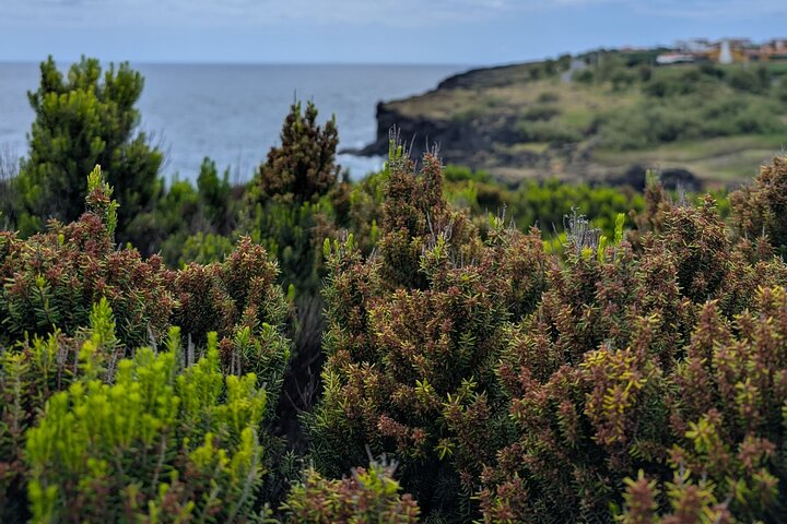 Customizable Full Day Private Tour of Faial