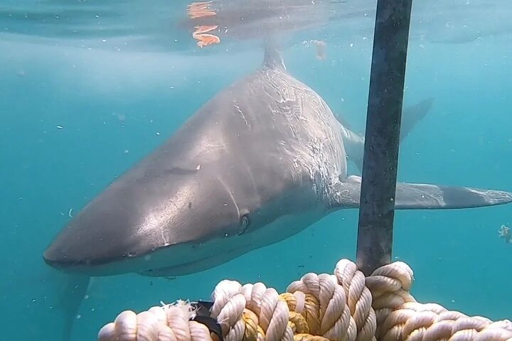 Shark Cage Diving and Whale Watching Combo in Gansbaai