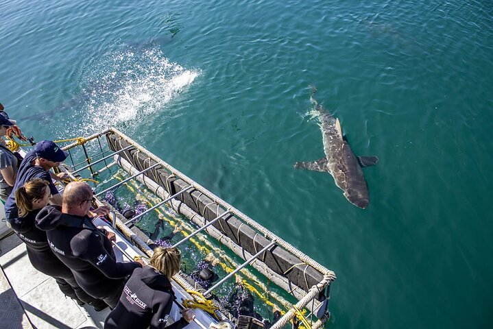Shark Cage Diving and Whale Watching Combo in Gansbaai