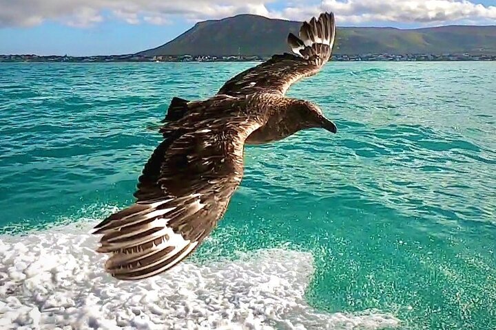 Shark Cage Diving and Whale Watching Combo in Gansbaai