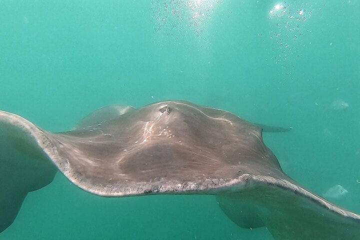 Shark Cage Diving and Whale Watching Combo in Gansbaai