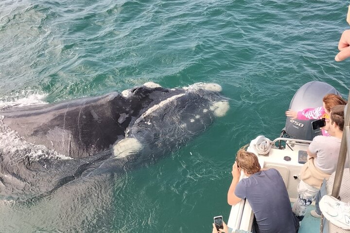 Shark Cage Diving and Whale Watching Combo in Gansbaai