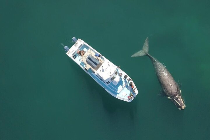 Shark Cage Diving and Whale Watching Combo in Gansbaai