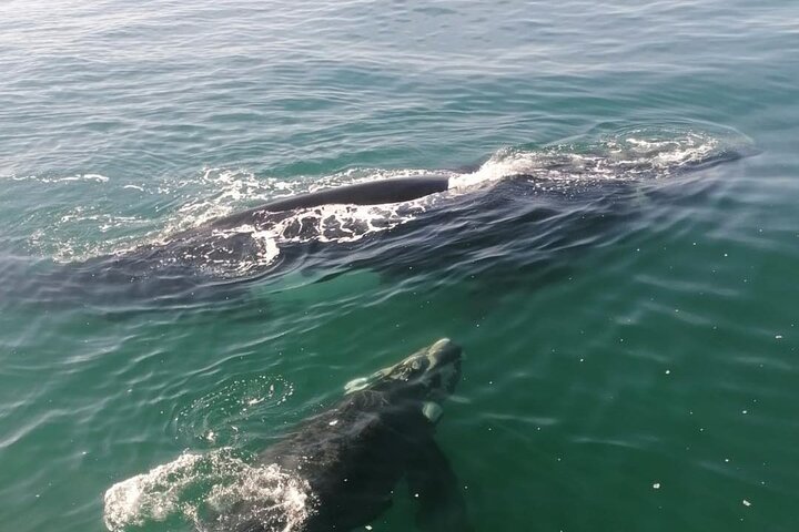 Shark Cage Diving and Whale Watching Combo in Gansbaai