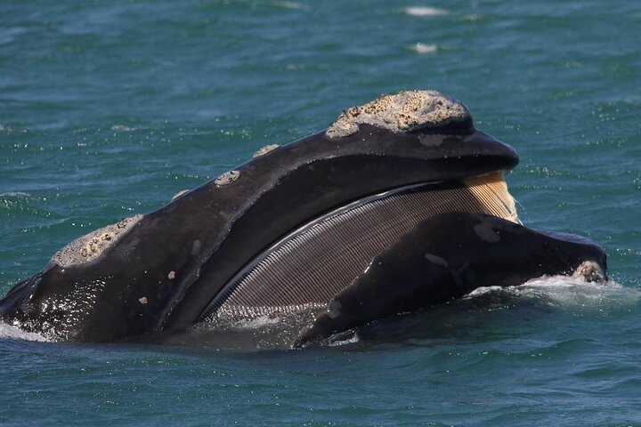 Shark Cage Diving and Whale Watching Combo in Gansbaai