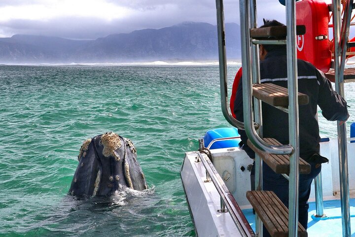 Shark Cage Diving and Whale Watching Combo in Gansbaai