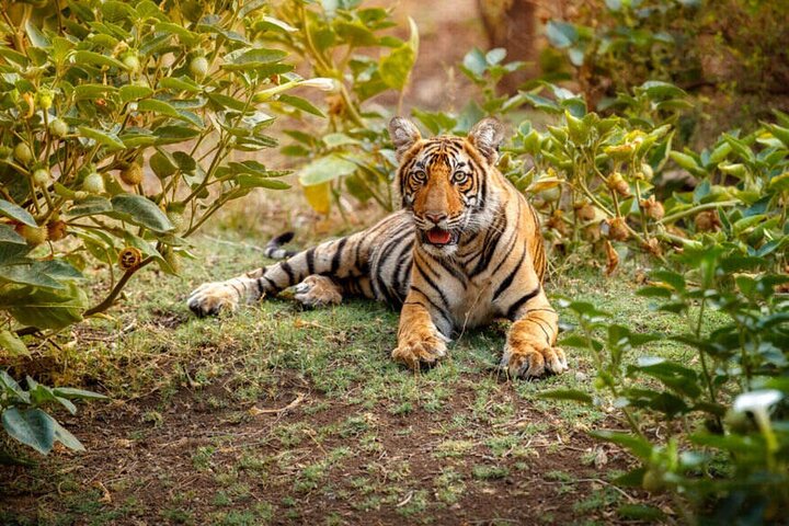 2-Days Wilderness Escape to Pench National Park from Nagpur