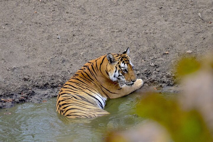 2-Days Wilderness Escape to Pench National Park from Nagpur
