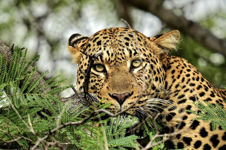 Chobe Sunrise Leopard and Lion Safari Tracking